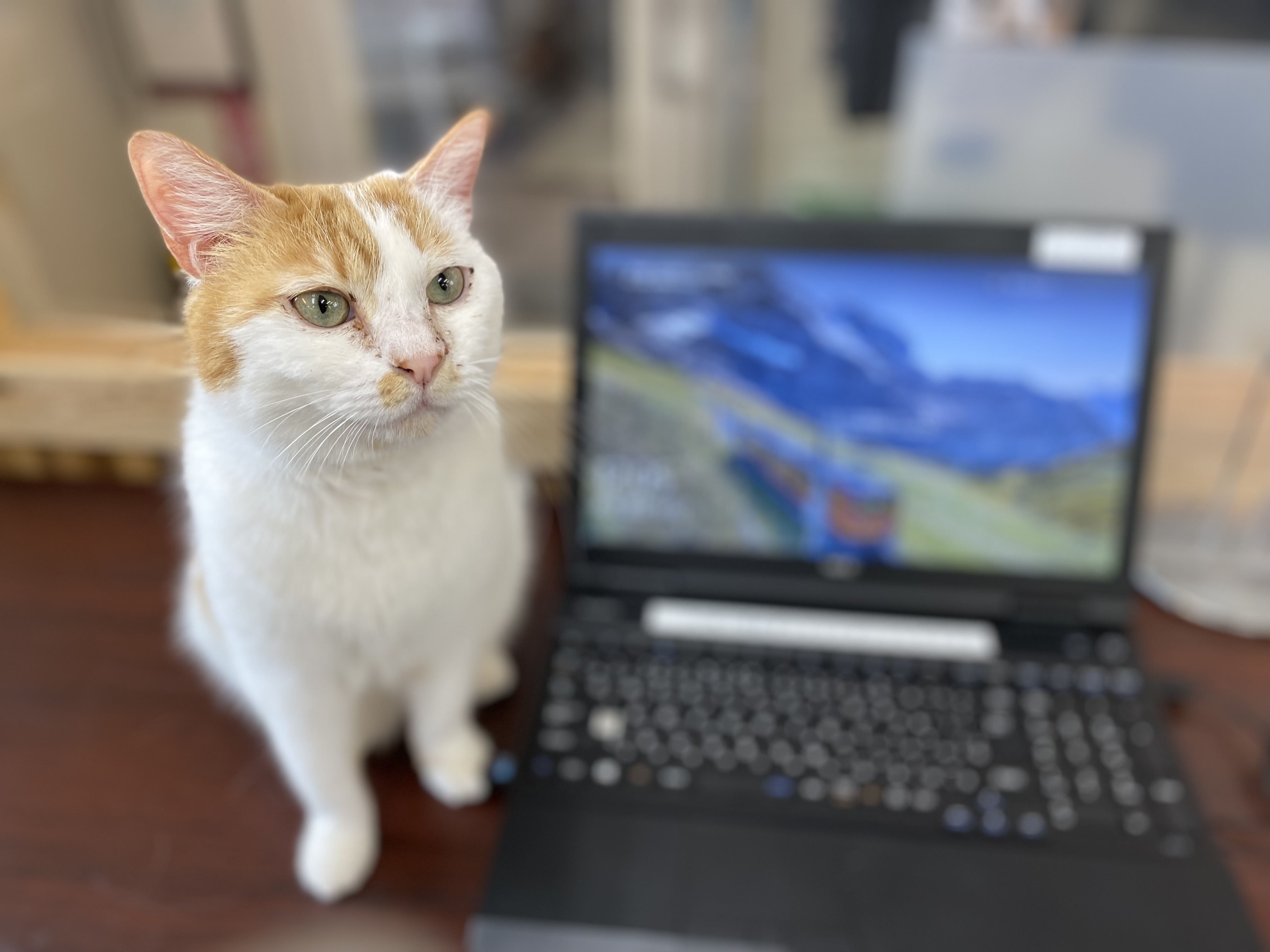 和風猫本舗
